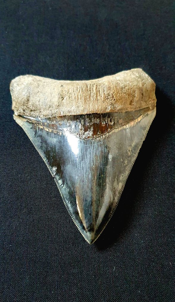 Mégalodon - Dent fossile #1.1