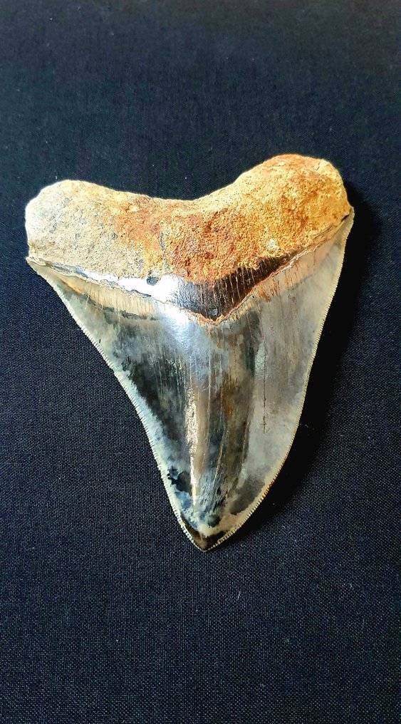 Rekin - Skamieniały ząb - Otodus megalodon - 13.2 cm #1.1