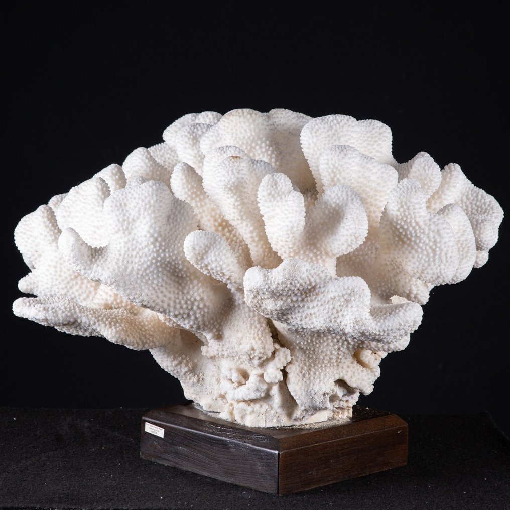 Blumenkohlkoralle Koralle - Pocillopora meandrina - 480×330×300 mm #2.1