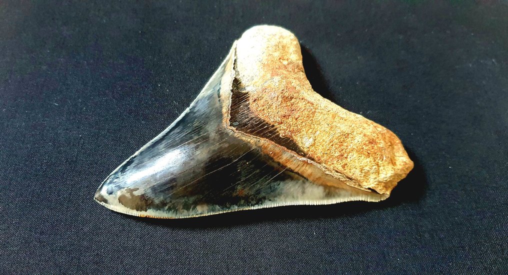 Rekin - Skamieniały ząb - Otodus megalodon - 13.2 cm #2.1