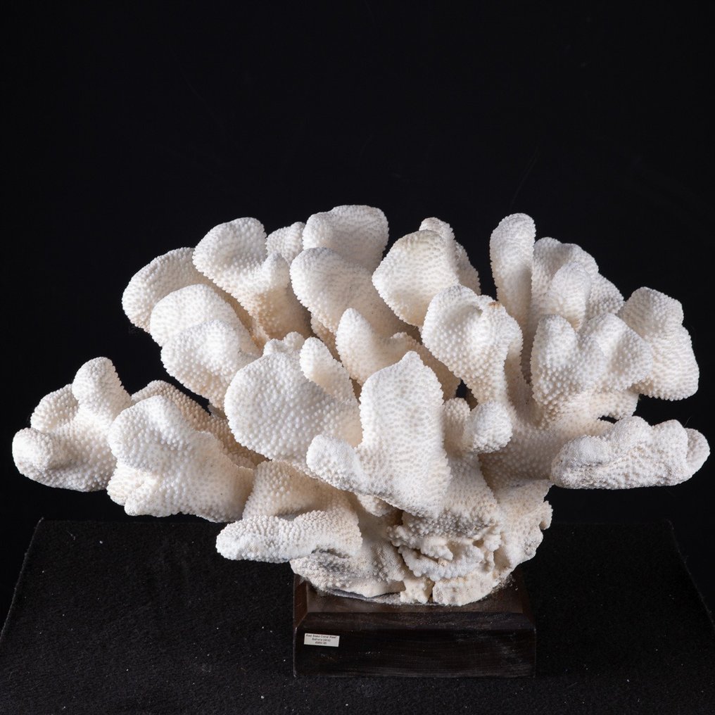 Coral incrível de couve-flor Coral - Pocillopora Meandrina - 480×330×300 mm #1.1