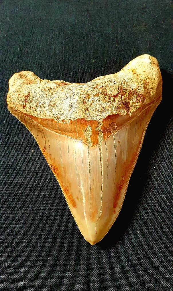 巨牙鯊 - 牙齒化石 - 118 mm - 94 mm #2.2