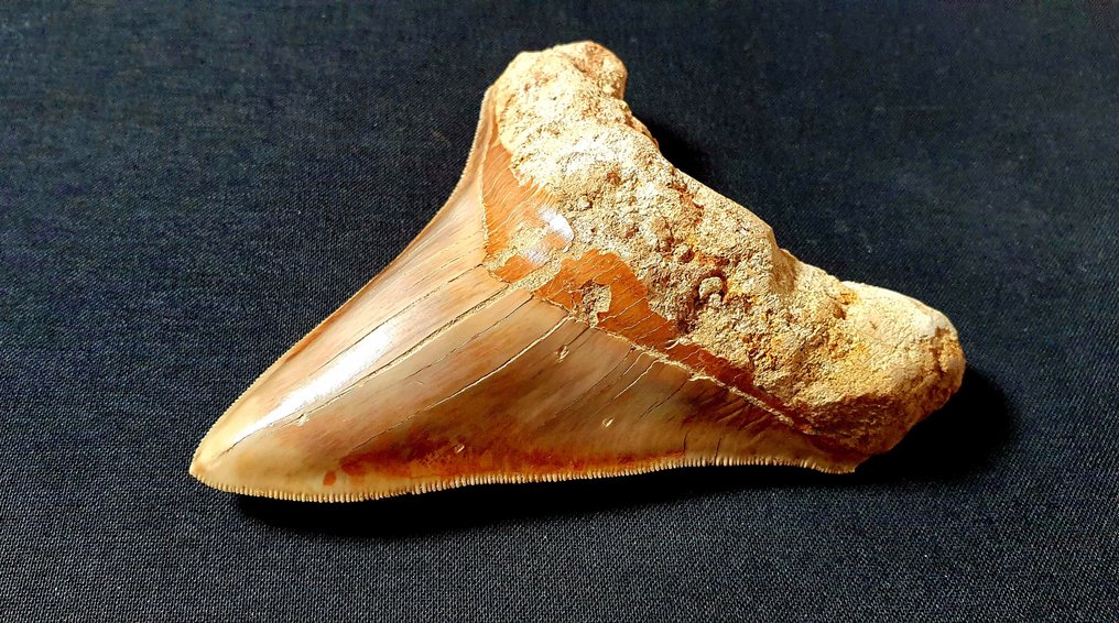 巨牙鯊 - 牙齒化石 - 118 mm - 94 mm #1.1