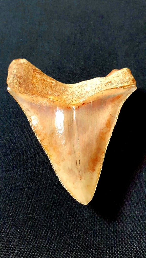 巨齿鲨 - 牙齿化石 - 118 mm - 94 mm #2.1