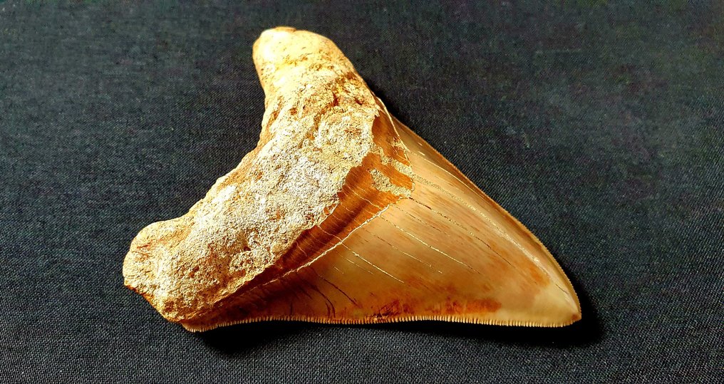 巨齿鲨 - 牙齿化石 - 118 mm - 94 mm #3.1