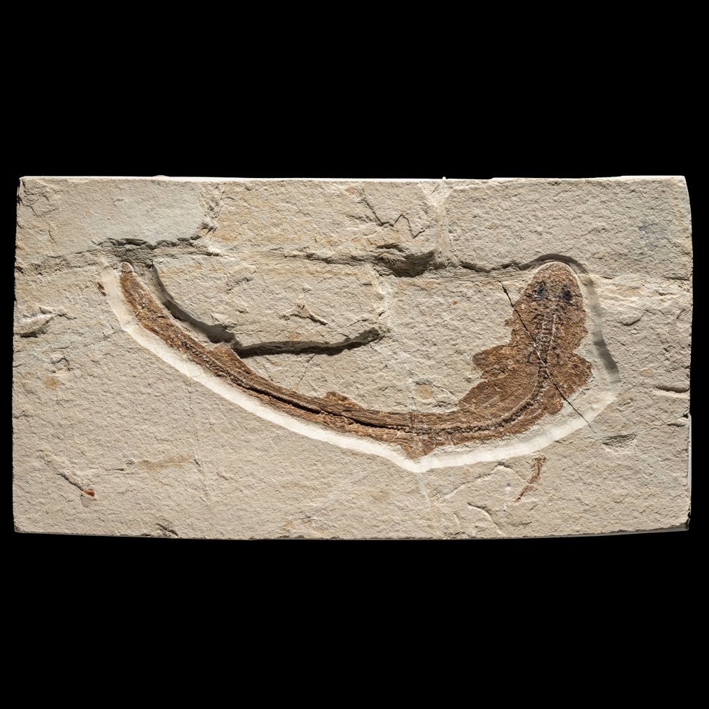 Fossil catshark with extremely good skin preservation - Fossilised animal - Scyliorhinus sp. - 20 cm #1.1