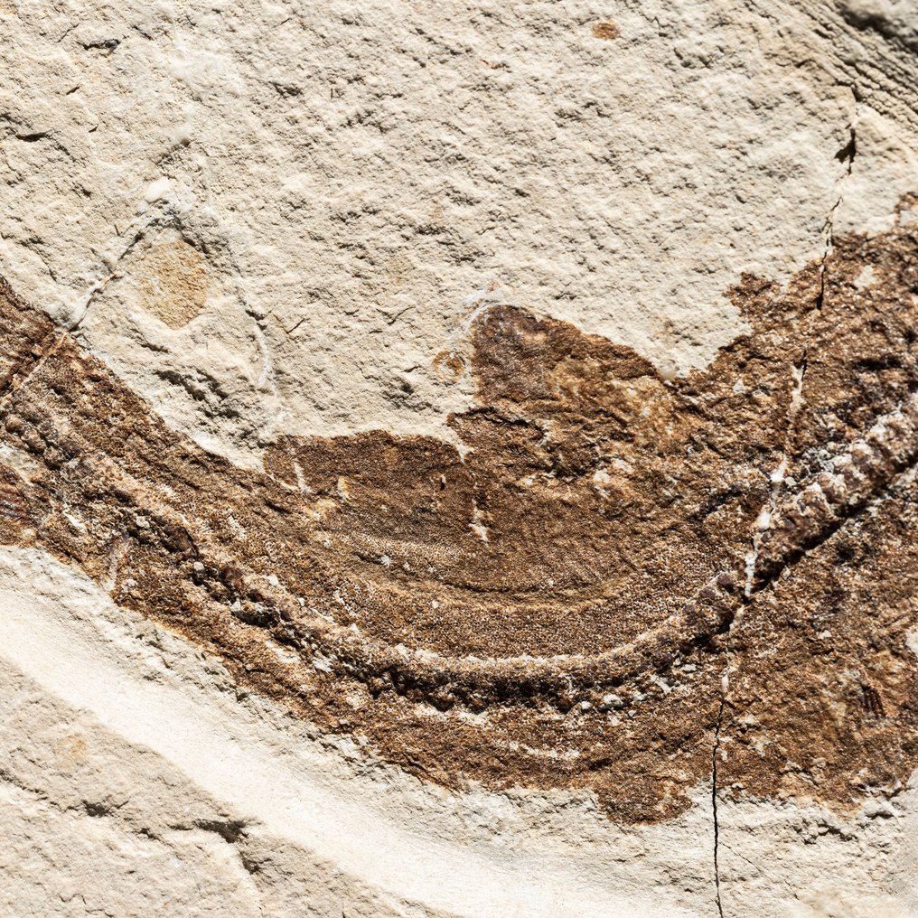 Fossil catshark with extremely good skin preservation - Fossilised animal - Scyliorhinus sp. - 20 cm #2.1