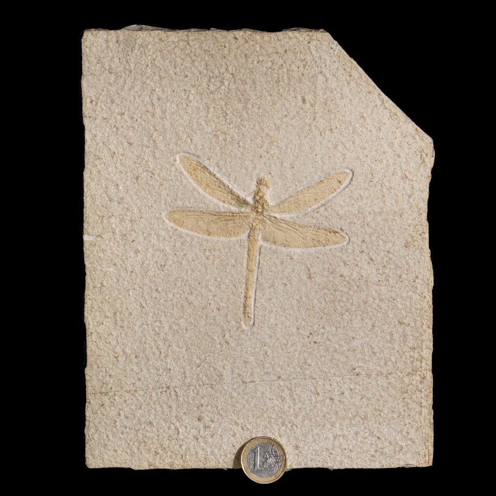 Libélula fantasticamente preservada - espécime adulto muito grande - Animal fossilizado - Odonata - Libellulium longialatum - 16.8 cm - 22.2 cm #1.1