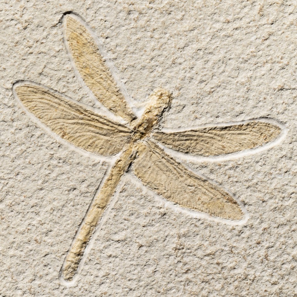 保存完好的蜻蜓 - 非常大的成年标本 - 动物化石 - Odonata - Libellulium longialatum - 16.8 cm - 22.2 cm #2.1