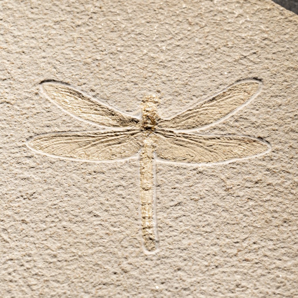 Libélula fantasticamente preservada - espécime adulto muito grande - Animal fossilizado - Odonata - Libellulium longialatum - 16.8 cm - 22.2 cm #1.2