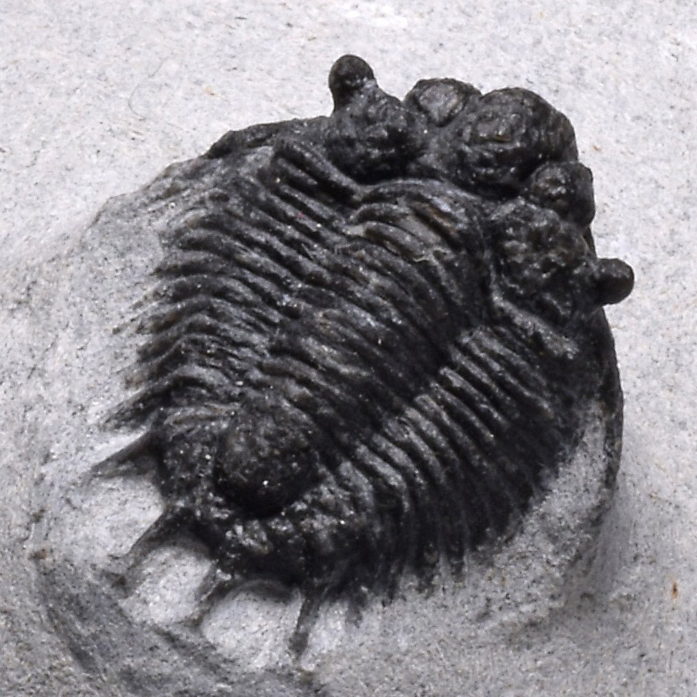 三叶虫 - 动物化石 - Lobopyge sp. #1.1