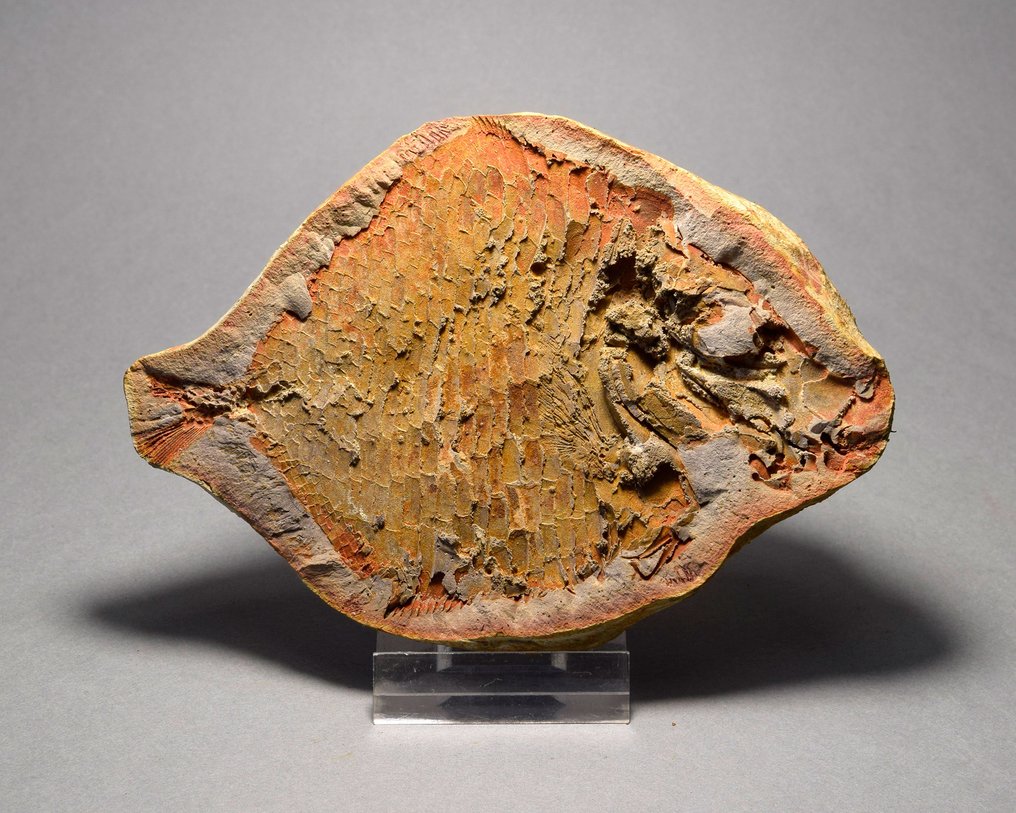 Fisch - Tierfossil - Bobasatrania mahavavica - 12.1 cm #3.2