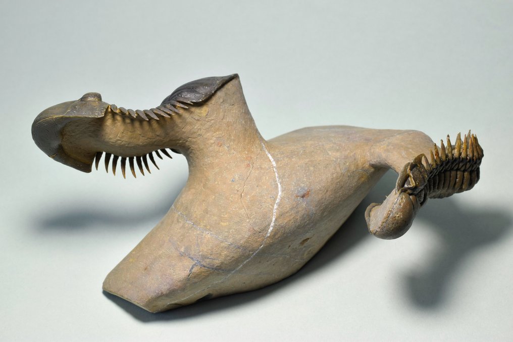 Trilobit - Fossiliserat djur - Paralejurus & Crotalocephalina #4.3