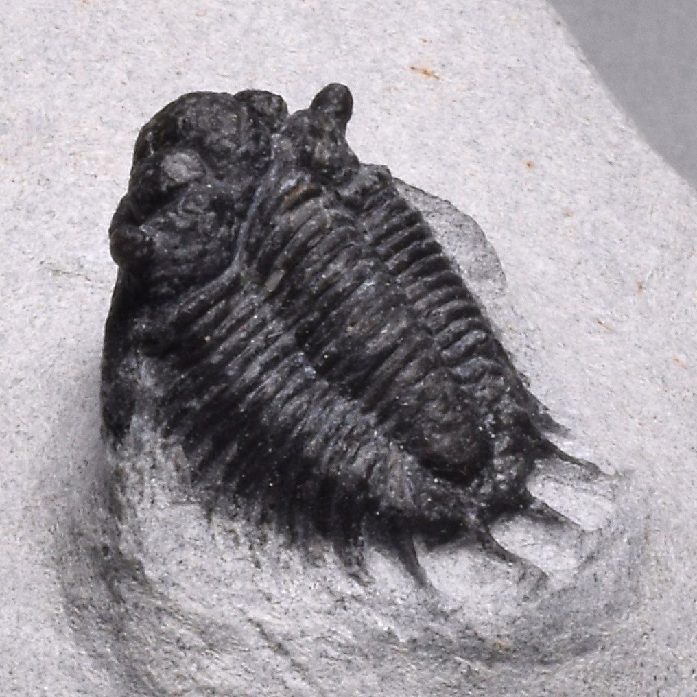 Trilobit - Tierfossil - Lobopyge sp. #2.1