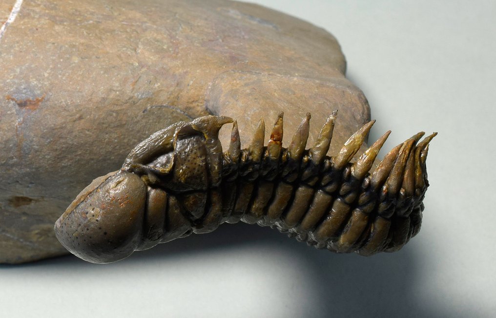 Trilobit - Fossiliserat djur - Paralejurus & Crotalocephalina #3.2