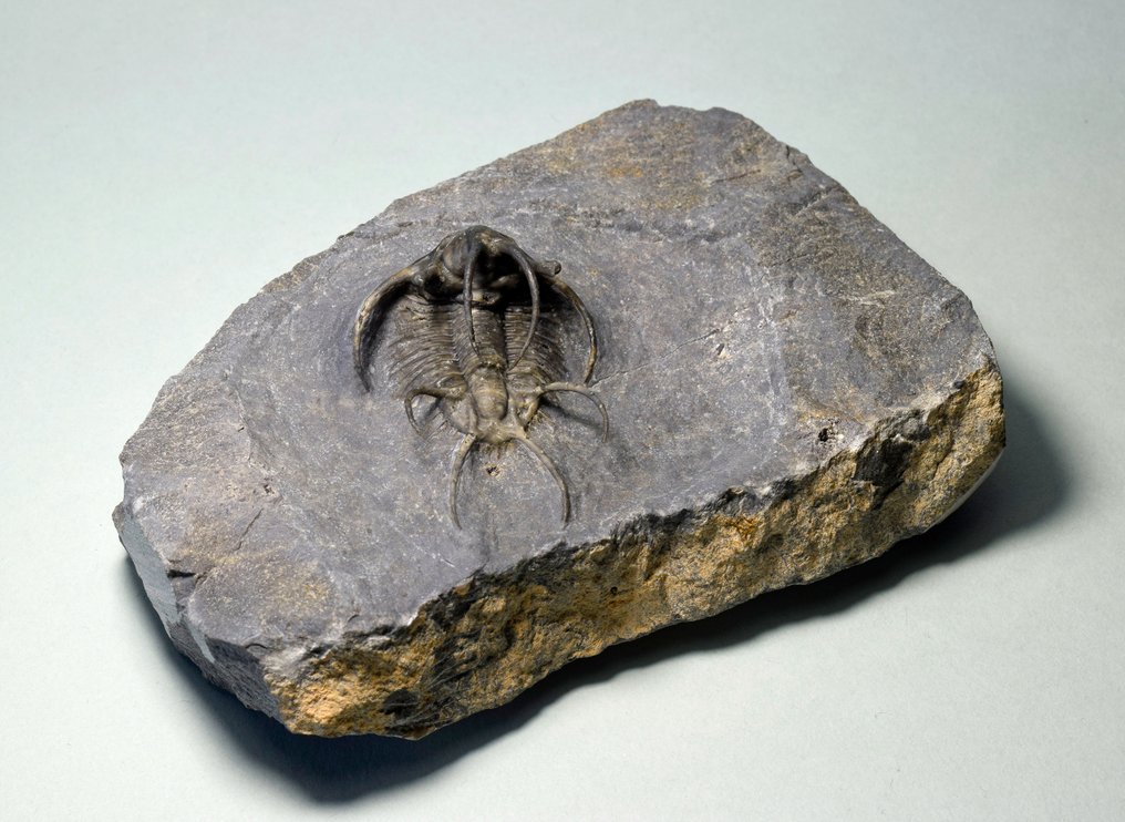 Trilobite spinoso - Animale fossilizzato - Ceratarges ziregensis #3.2