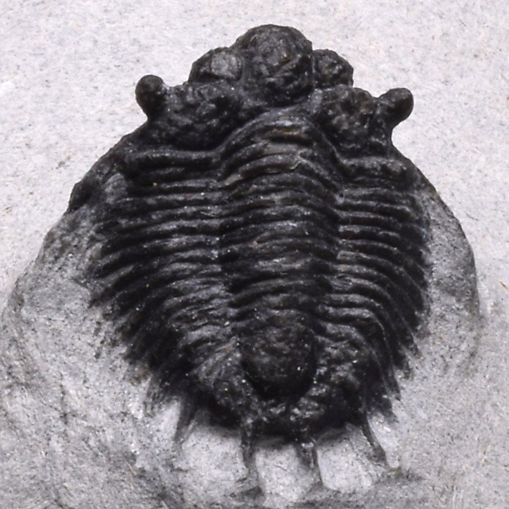 三叶虫 - 动物化石 - Lobopyge sp. #1.2