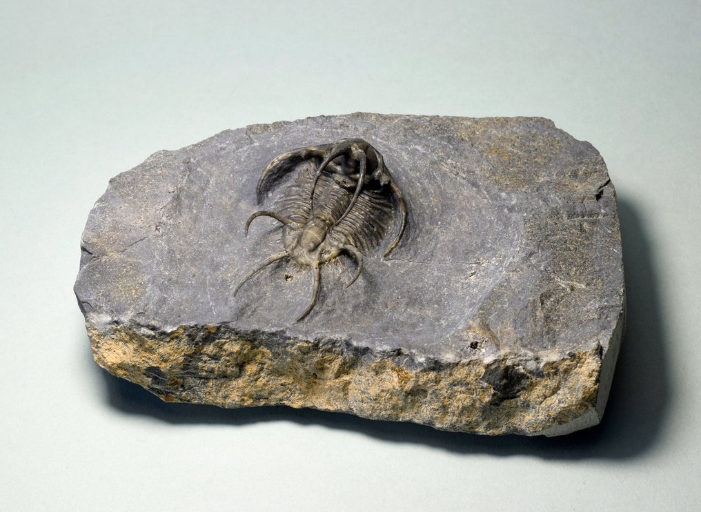 Trilobite spinoso - Animale fossilizzato - Ceratarges ziregensis #1.0