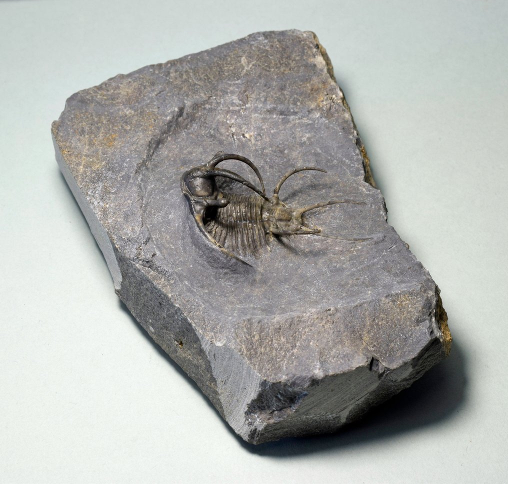 Trilobite spinoso - Animale fossilizzato - Ceratarges ziregensis #2.1