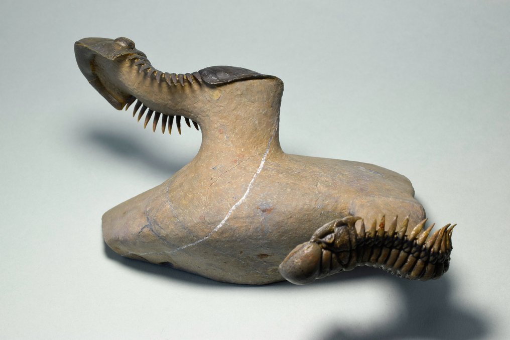 Trilobit - Fossiliserat djur - Paralejurus & Crotalocephalina #2.1