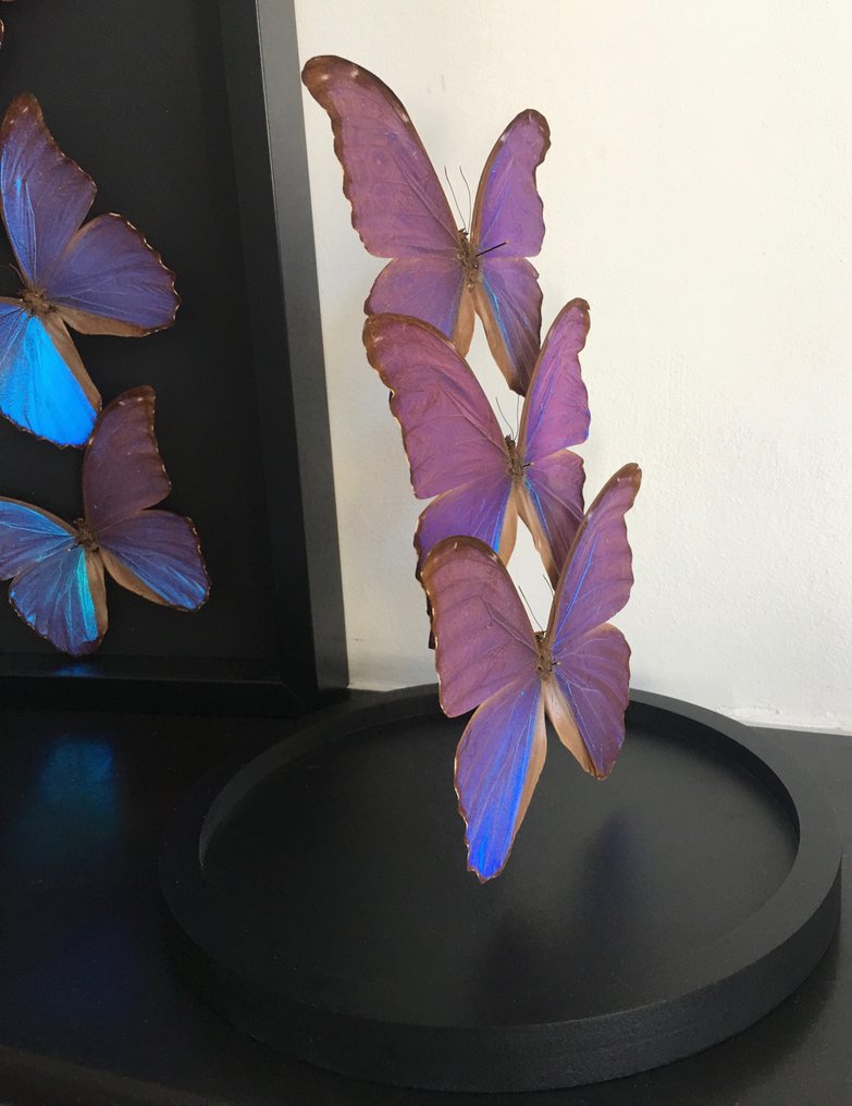 Motyl Eksponat taksydermiczny (całe ciało) - Morpho Didius - 30 cm - 20 cm - 20 cm - Gatunki inne niż CITES - 1 #4.3