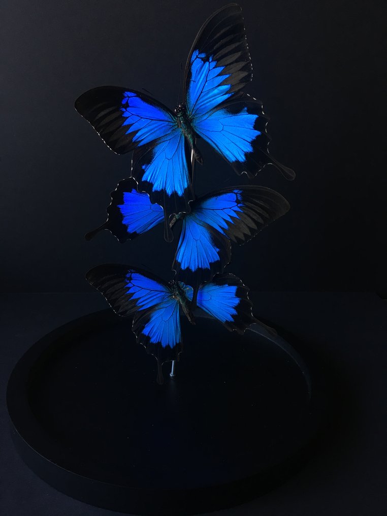 Butterfly Taxidermy full body mount - Ulysses - 30 cm - 20 cm - 20 cm - Non-CITES species - 1 #1.2