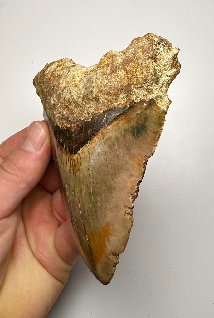 Megalodon - Fossil tann - 12 cm - 10 cm #2.2