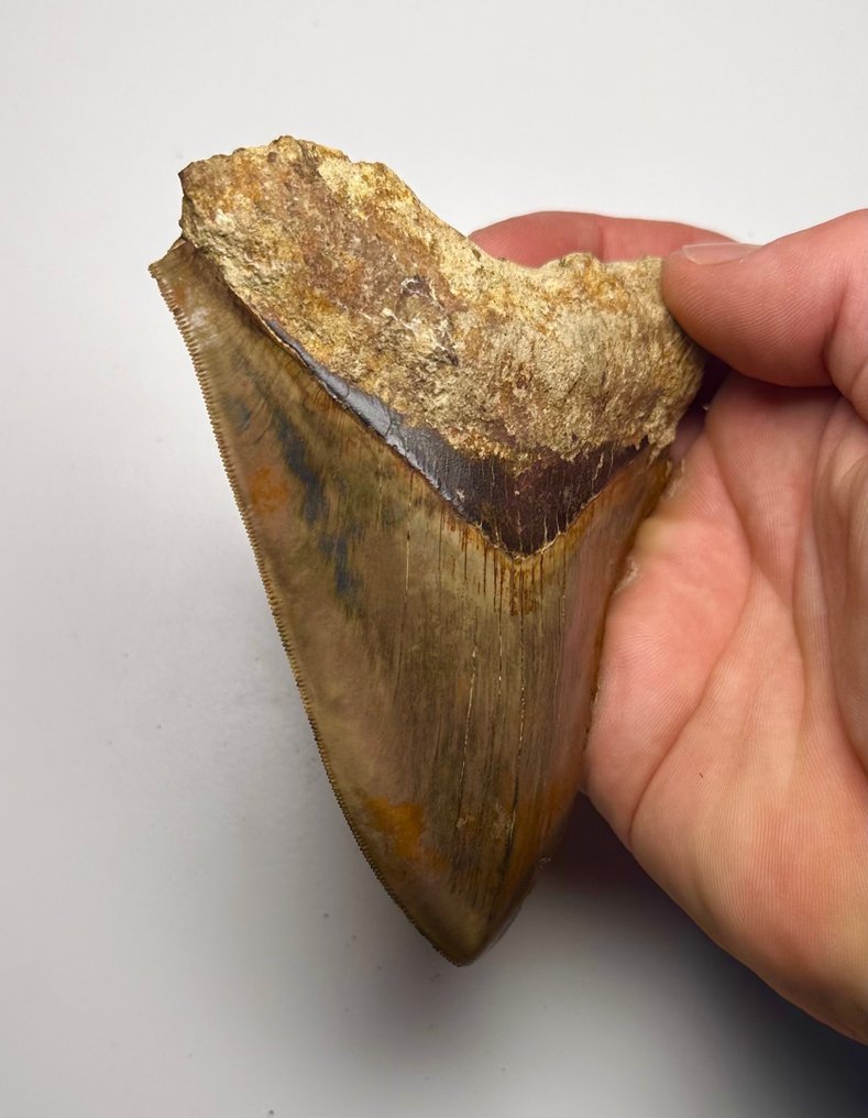 Megalodon - Fossil tann - 12 cm - 10 cm #2.1