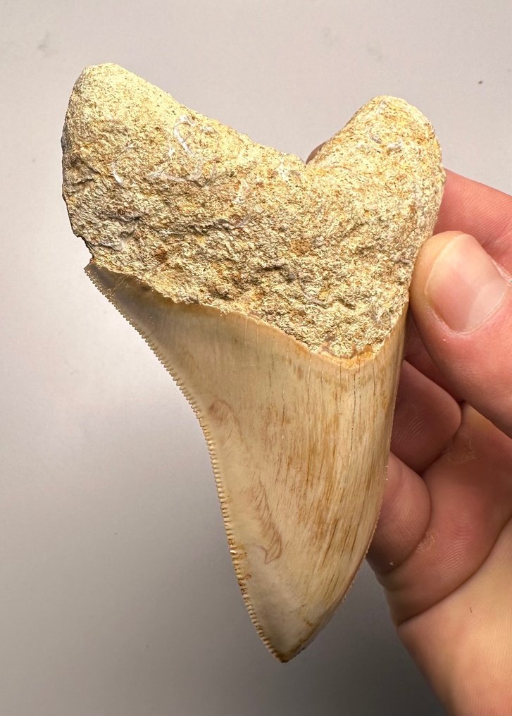 Megalodon - Fossiiliset hampaat - 11 cm - 9 cm #2.1