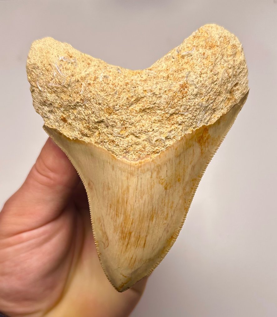 Megalodon - Fossiiliset hampaat - 11 cm - 9 cm #1.1