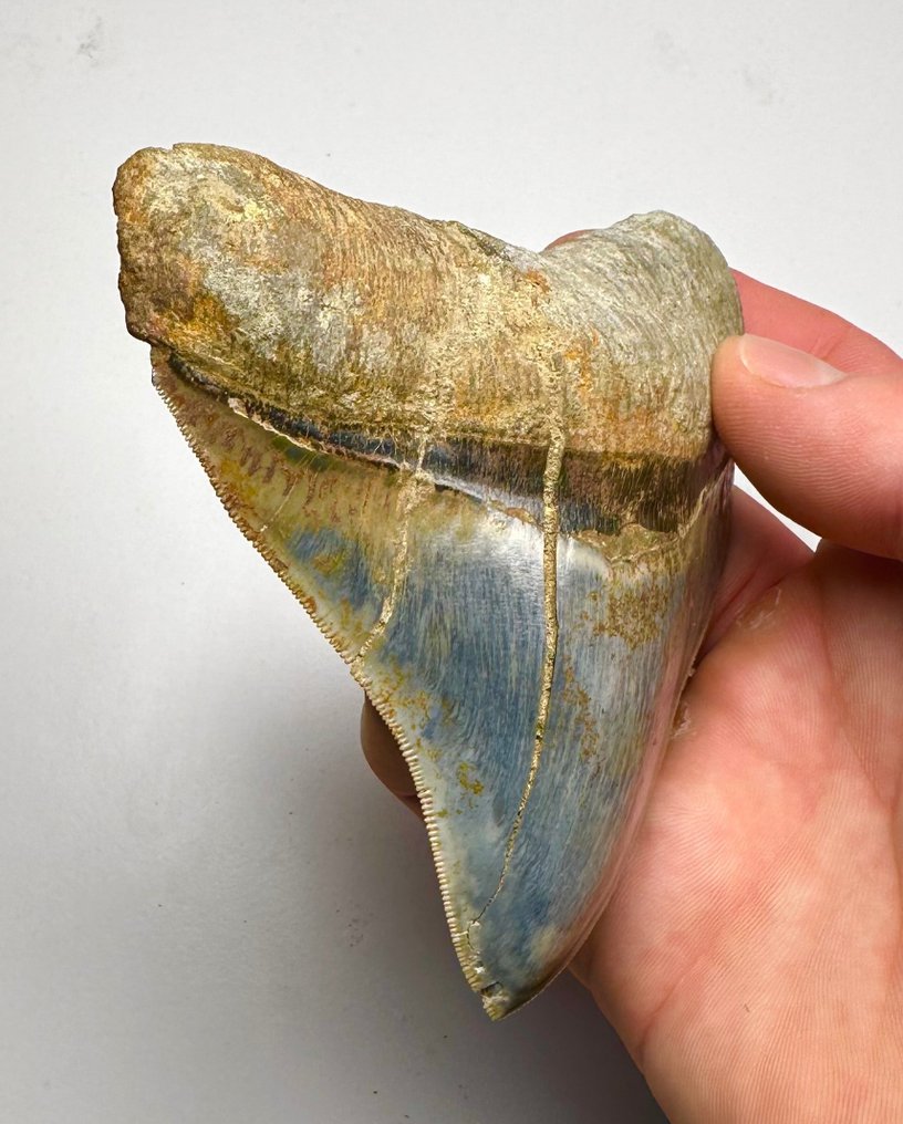 Megalodon - Fossiiliset hampaat - 11 cm - 10 cm #2.2