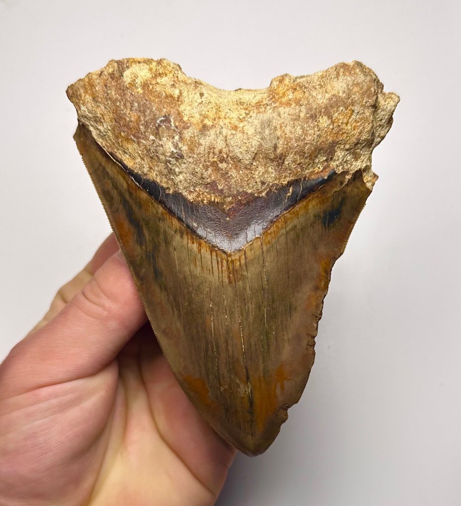 Megalodon - Fossil tann - 12 cm - 10 cm #1.1