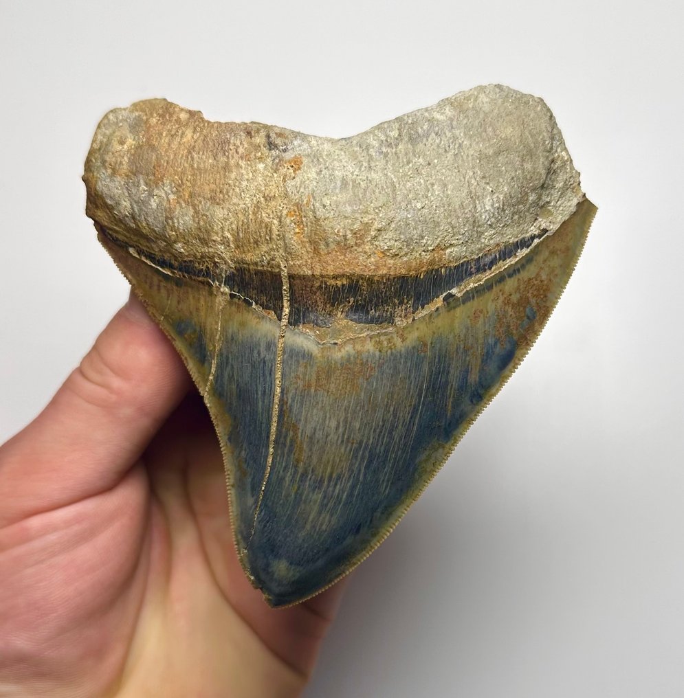 Megalodon - Fossiiliset hampaat - 11 cm - 10 cm #1.1
