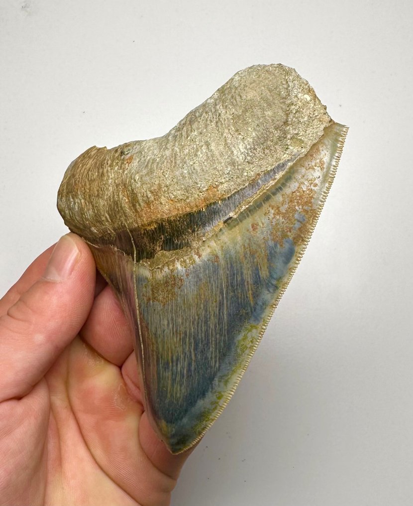 Megalodon - Fossiiliset hampaat - 11 cm - 10 cm #2.1