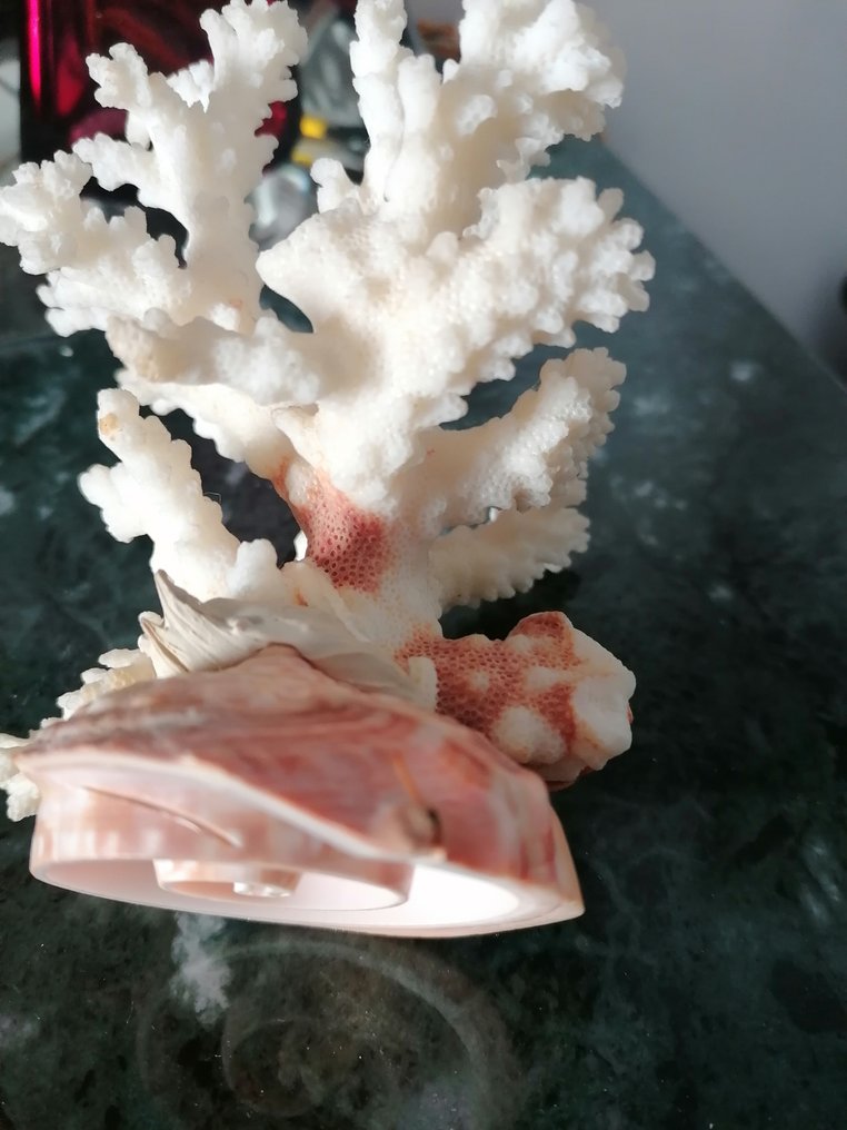 雕塑, Albero - 14 cm - 石珊瑚枝 - CITES附录II，附件B #4.3