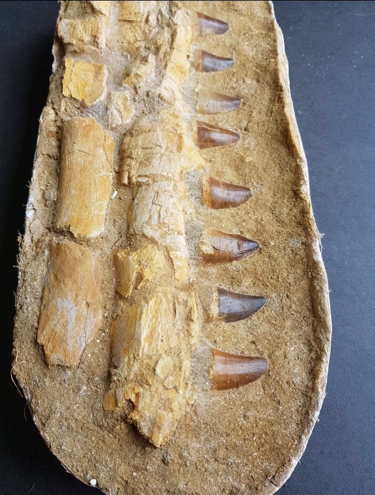 Réptil marinho - Maxilar fossilizado - Mosasaurus sp. - 51 cm #2.1