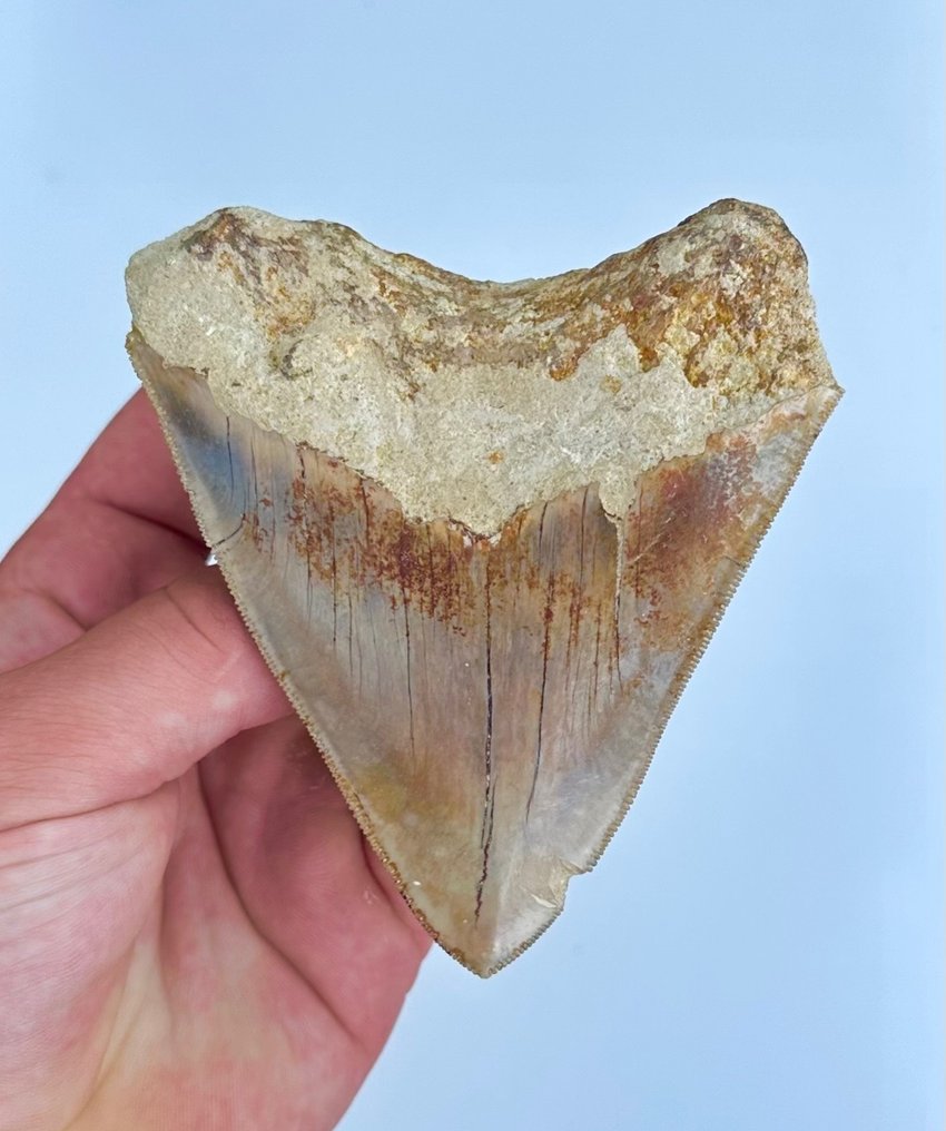 Megalodon - Fossil tand - 10 cm - 8 cm #2.1