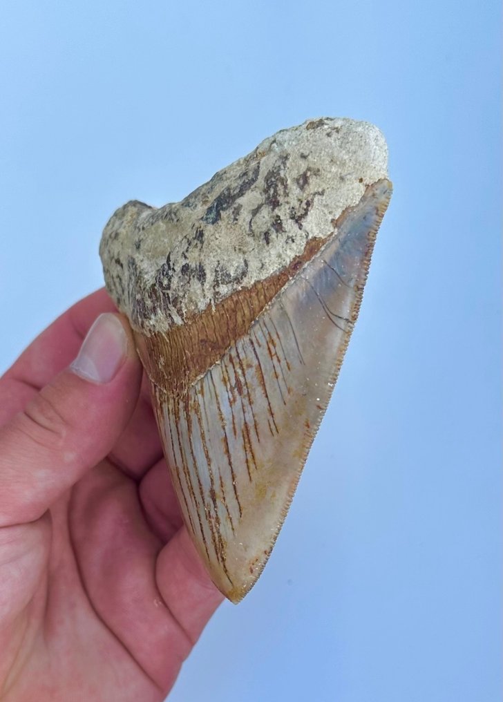 巨齿鲨 - 牙齿化石 - 10 cm - 8 cm #2.2