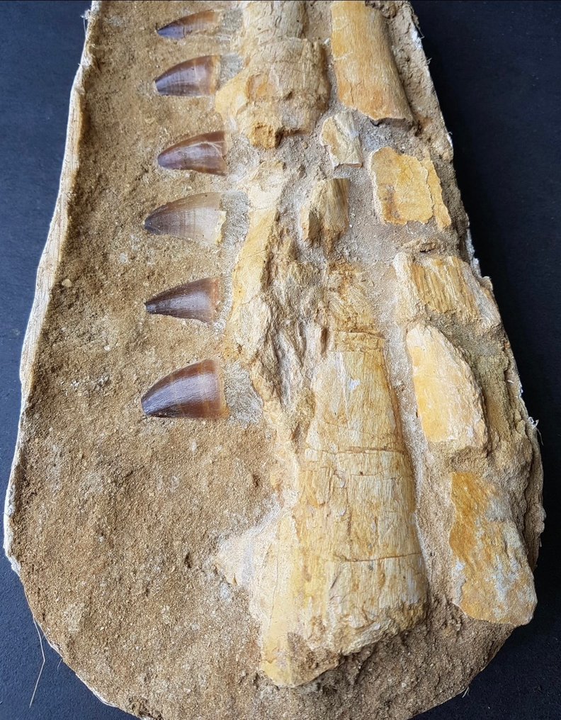 Réptil marinho - Maxilar fossilizado - Mosasaurus sp. - 51 cm #2.2