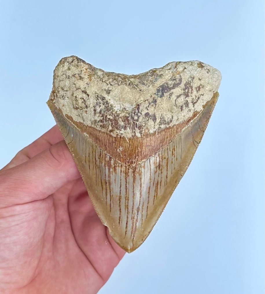 Megalodon - Fossil tand - 10 cm - 8 cm #1.1