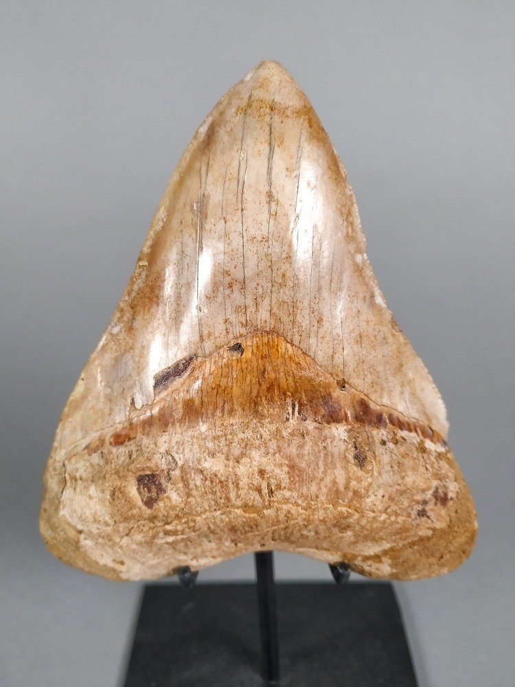 Excelente dente de tubarão megalodonte - Dente fóssil - Carcharocles megalodon - 12 cm - 10 cm #2.2