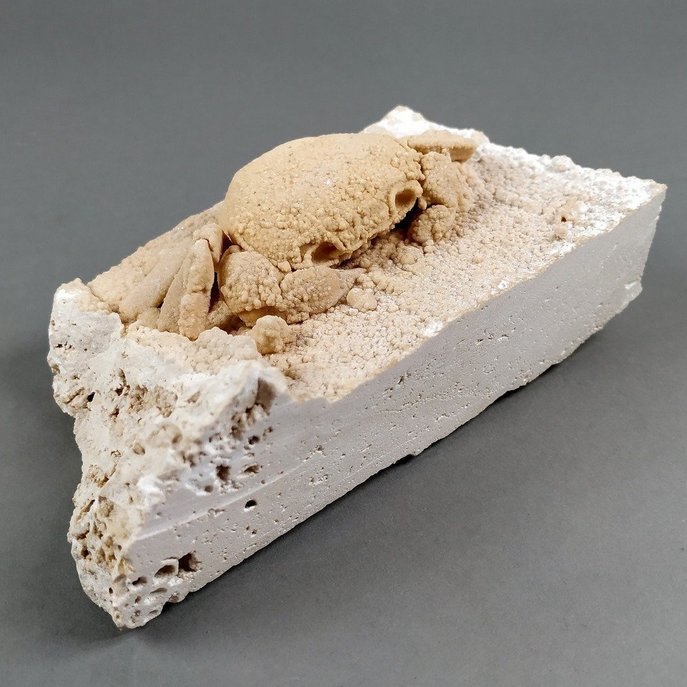 Levantinsk ferskvannskrabbe - Fossilt skjelett - Potamon Potamios - 13.8 cm - 8 cm #1.1