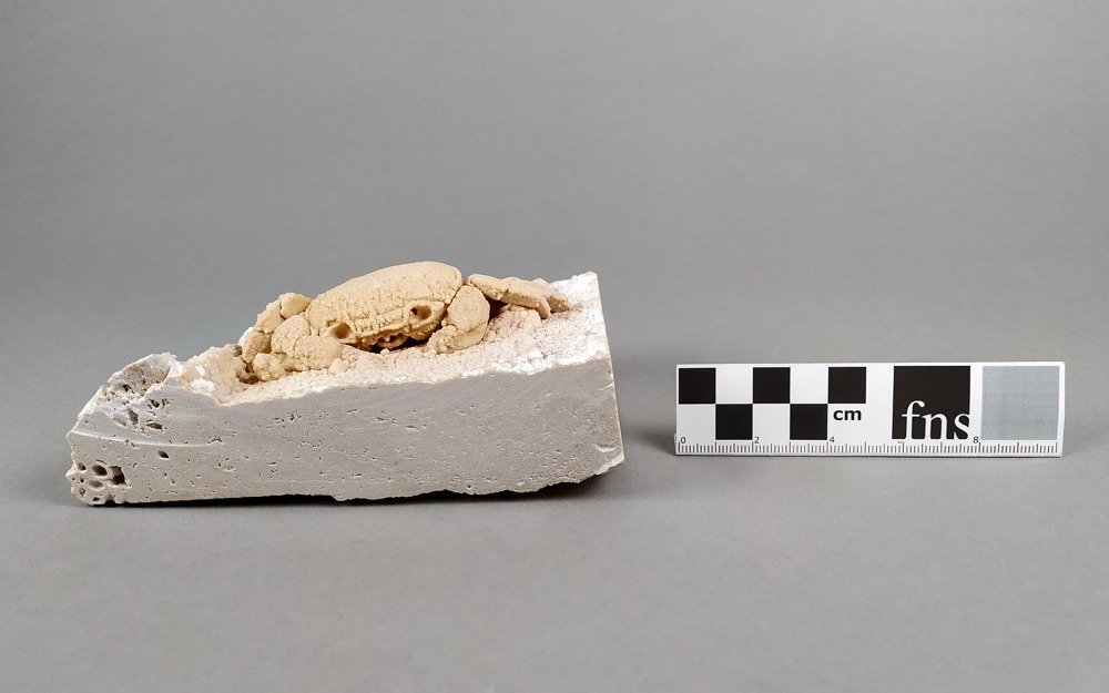 Levantinsk ferskvannskrabbe - Fossilt skjelett - Potamon Potamios - 13.8 cm - 8 cm #2.2
