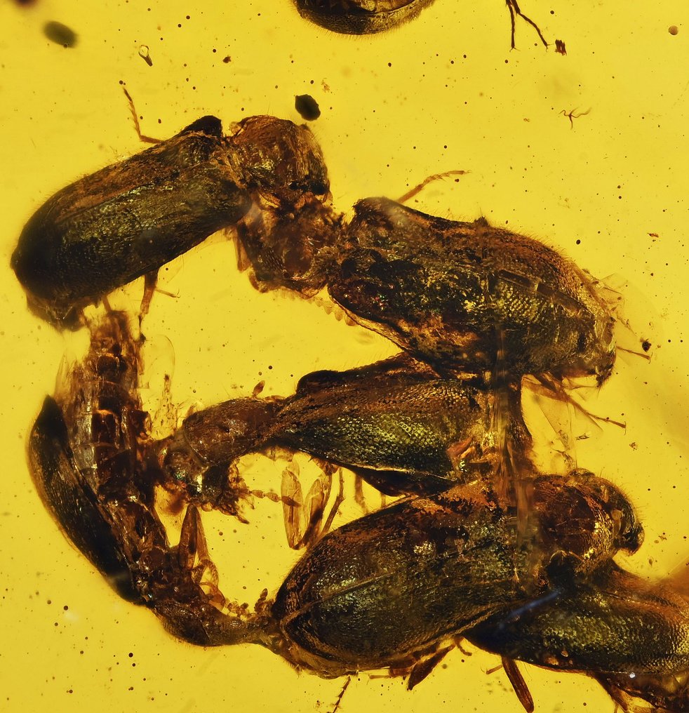 Burmesisk bärnsten - sällsynt detaljerad svärm av skalbaggar - Fossil cabochon - Coleoptera #1.2