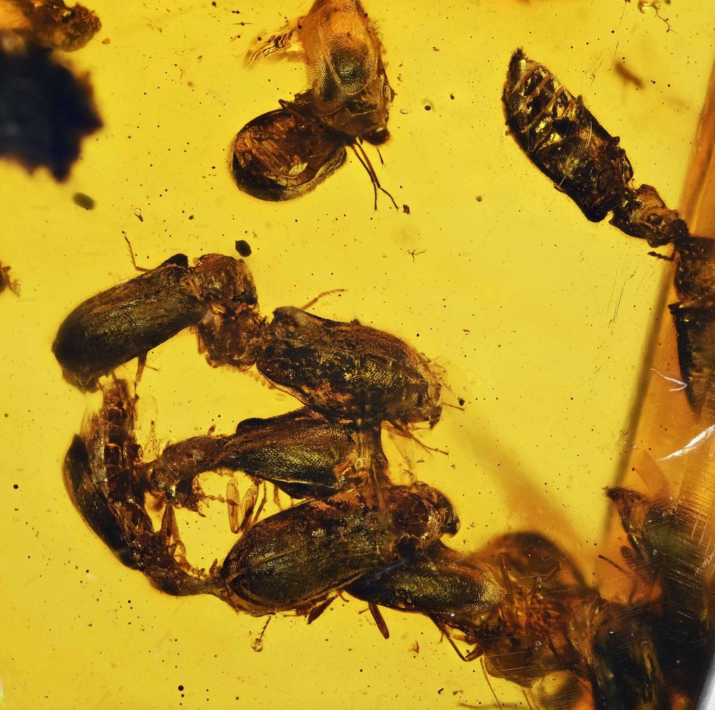 Burmesisk rav - sjælden detaljeret sværm af biller - Fossil cabochon - Coleoptera #1.1