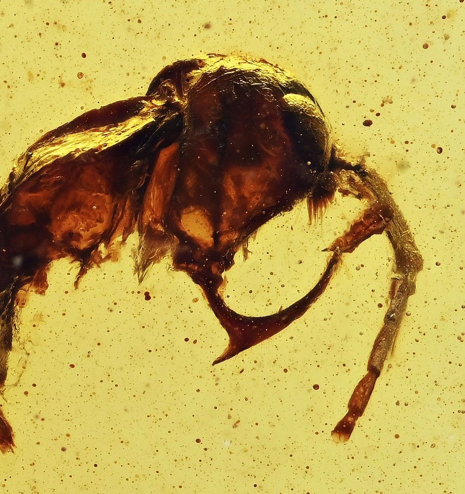 緬甸琥珀 - 圓形寶石化石 - RARE Haidomyrmex (Hell Ant) #1.2