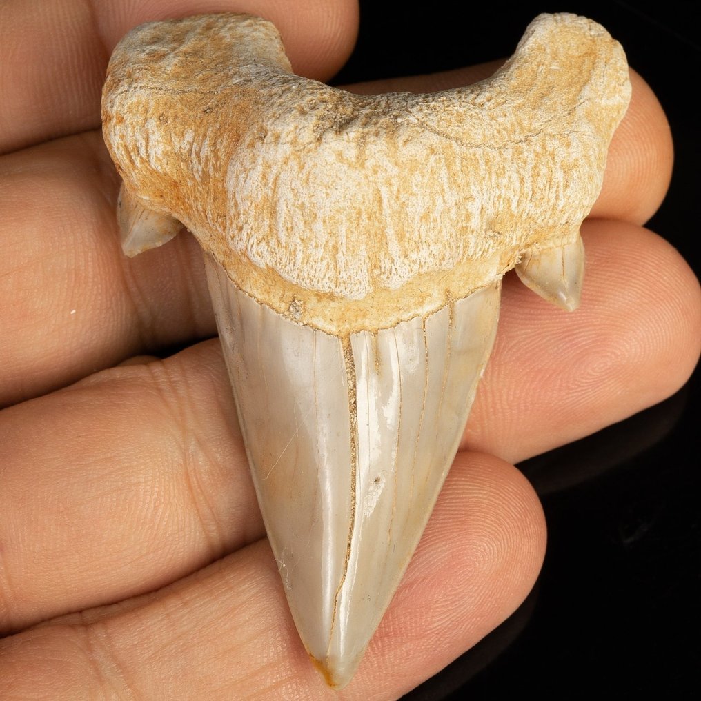 Tiburón - Diente fósil - Otodus obliquus - 6.4 cm #1.2