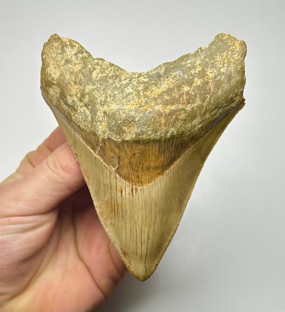 Megalodon - Fossiiliset hampaat - 11 cm - 8 cm #1.1