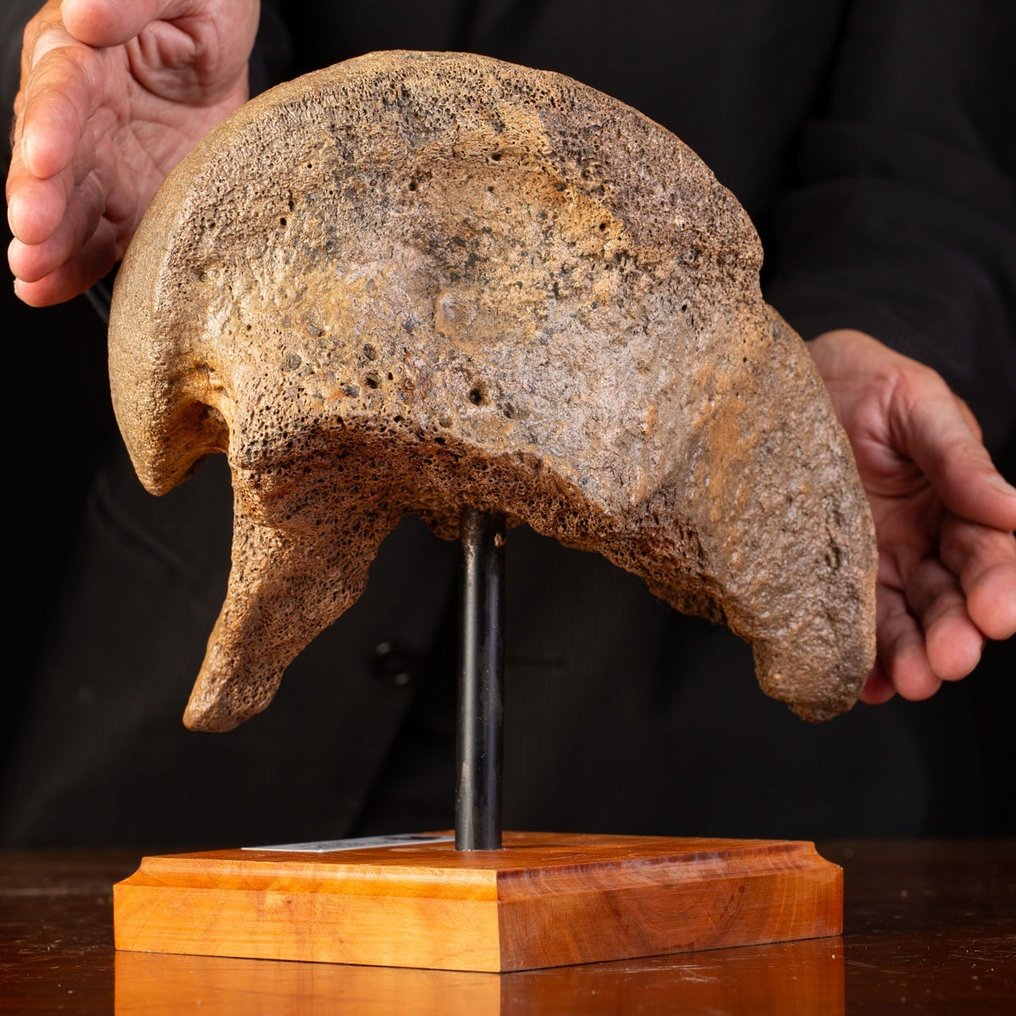 Μαλλιαρό μαμούθ - Απολιθωμένο μηριαίο οστό - Mammuthus primigenius - 26.5 cm - 26 cm #1.2