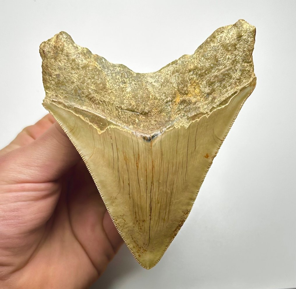 Megalodon - Fossiele tand - 11 cm - 8 cm #1.2